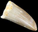 Large Mosasaurus Tooth #61197-1